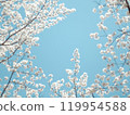 Sakura that shines in the blue sky 119954588