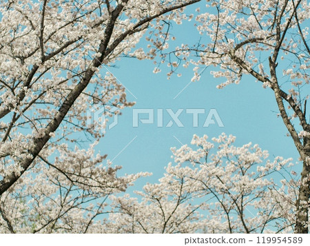 Cherry blossoms in full bloom shining in the blue sky 119954589