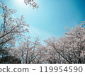 Cherry blossoms in full bloom shining in the blue sky 119954590