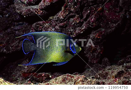 Sasanami Yakko 119954750