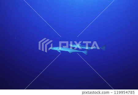 Remora 119954785