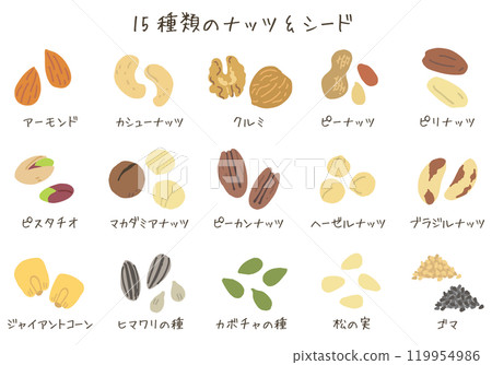 15 types of nuts and seeds (vector available) 15 types of nuts and seeds (vector available) 119954986
