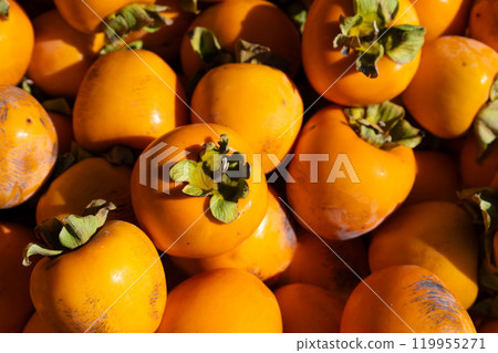 市田柿收穫後的照片 市田柿收穫後的照片 119955271