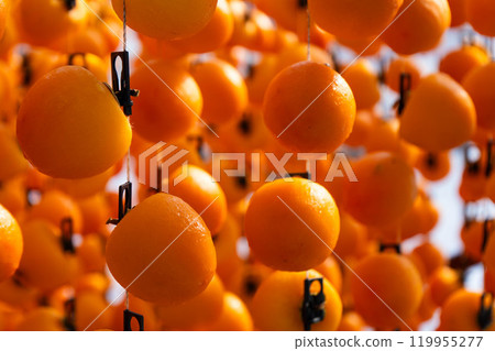 掛柿子的照片 市田柿子 掛柿子的照片 市田柿子 119955277