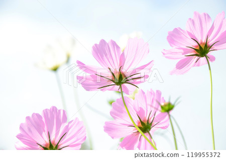 Cosmos field scenery Cosmos field scenery 119955372