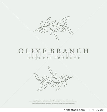 Botanical logo template Hand drawn natural olive leaf and fruit .Herbal, olive oil,cosmetic or beauty. 119955388