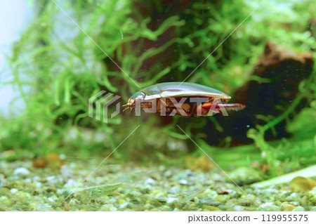 潛水甲蟲 潛水甲蟲 119955575
