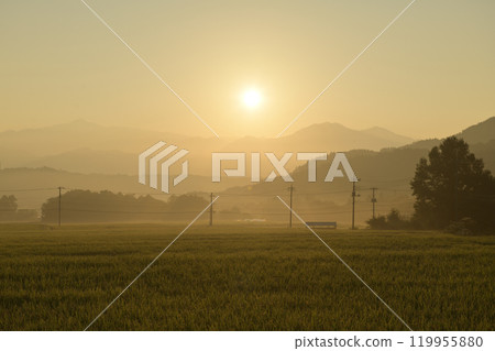 Morning dew glistens on rice fields shrouded in morning mist in Hakushu Town, Hokuto City 119955880