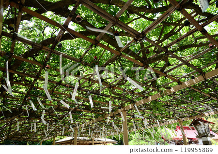 Kanehebisui Shrine Kowloon Wisteria and Wind Chimes 119955889