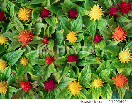 雞冠花花苗 119956024