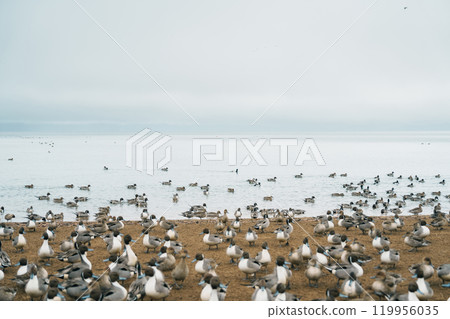 teal Ducks and Swan at Lake Inawashiro in winter in Fukushima Prefecture, Tohoku Region, Japan. Landmark for tourist attractions and vacation holiday concept 119956035