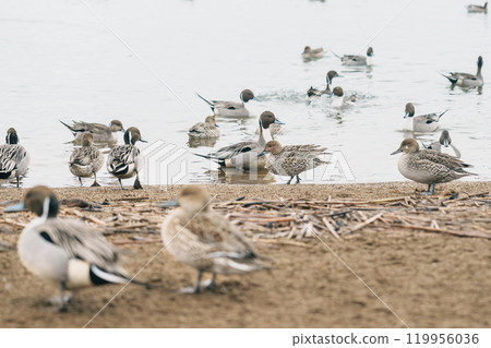 teal Ducks and Swan at Lake Inawashiro in winter in Fukushima Prefecture, Tohoku Region, Japan. Landmark for tourist attractions and vacation holiday concept teal Ducks and Swan at Lake Inawashiro in winter in Fukushima Prefecture, Tohoku Region, Japan. Landmark for tourist attractions and vacation holiday concept 119956036