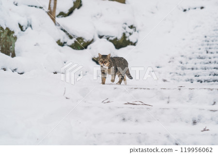 A Cute cat walking on snow in winter from Yamadera temple, the popular name for the Buddhist temple of Risshakuji located in Yamagata City, in Yamagata Prefecture, Tohuku, Japan 119956062