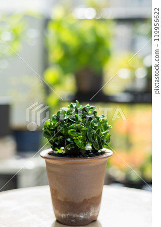 秋季塊莖植物 Adenium Dorset Horn Lion Leaf 119956622