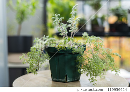 秋季塊莖植物天竺葵 triste 秋季塊莖植物天竺葵 triste 119956624