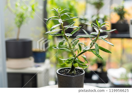 Autumn tuberous plant Pachypodium succulentum Autumn tuberous plant Pachypodium succulentum 119956625