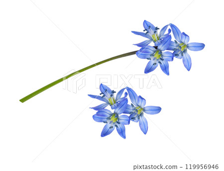 Set of Blue scilla flower isolated on white background 119956946