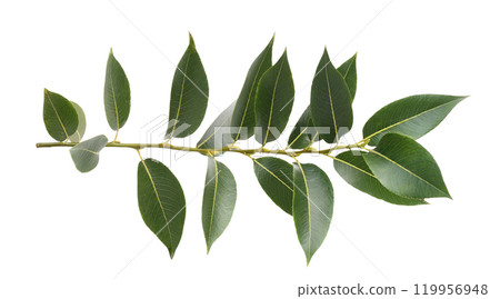 Branch of fresh green leaves (salix) isolated Branch of fresh green leaves (salix) isolated 119956948