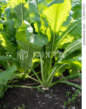 Suguki's raw material, sugukina 119957417