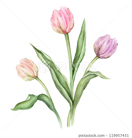 Bouquet of Pastel pink light violet yellow Tulips and open bud watercolor illustration isolated. Hand drawn delicate garden composition perennial bulbous flower for spring wedding design or card. Bouquet of Pastel pink light violet yellow Tulips and open bud watercolor illustration isolated. Hand drawn delicate garden composition perennial bulbous flower for spring wedding design or card. 119957431