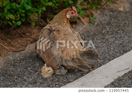 Thai chicken and chick 119957445
