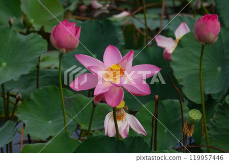 Red lotus flower blooming in Thailand (Talay Buadaeng) Red lotus flower blooming in Thailand (Talay Buadaeng) 119957446