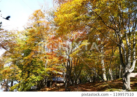 Autumn in Oku-Nikko: Lake Chuzenji lakeside promenade, autumn foliage scenery Autumn in Oku-Nikko: Lake Chuzenji lakeside promenade, autumn foliage scenery 119957510
