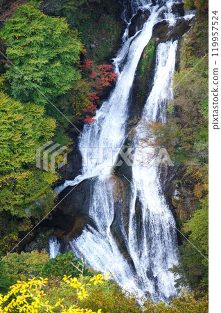 The leaves will soon turn red. The scenery of Kirifuri Falls. The leaves will soon turn red. The scenery of Kirifuri Falls. 119957524