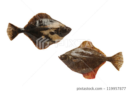 right-handed and left-handed flounder isolated on white background 119957877