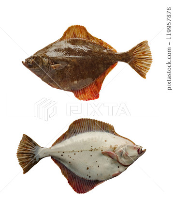 left side turbot isolated on white background left side turbot isolated on white background 119957878
