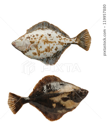 turbot right side isolated on white background turbot right side isolated on white background 119957880