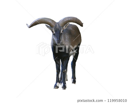 bharal isolated on white background 119958010
