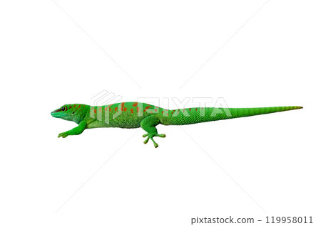 madagascar giant day gecko isolated on white background 119958011