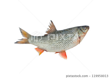 common roach isolated on white background common roach isolated on white background 119958013