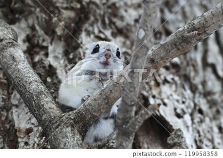 Ezomomonga Ezomomonga 119958358