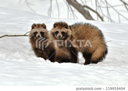 Ezotanuki Ezotanuki 119958404