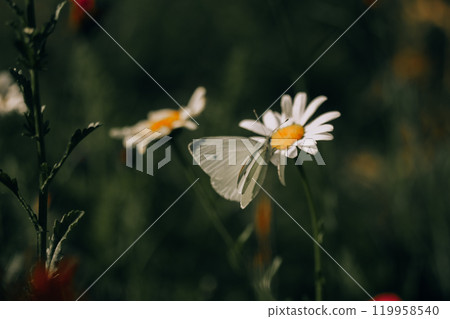 White butterfly on a white chamomile flower on blossoming meadow in summer. White butterfly on a white chamomile flower on blossoming meadow in summer. 119958540