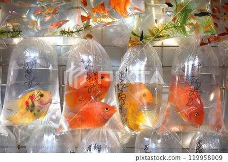 Goldfish sold in plastic bags and sold at Hong Kong Street 119958909