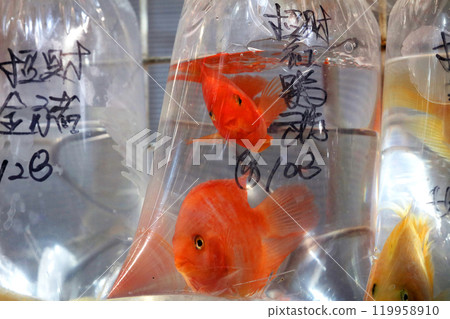 金魚以塑料袋出售,並在香港街出售 金魚以塑料袋出售,並在香港街出售 119958910
