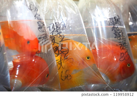 Goldfish and tropical fish sold with oxygen in a plastic bag in Hong Kong's Tsunagai (Goldfish Street) Goldfish and tropical fish sold with oxygen in a plastic bag in Hong Kong's Tsunagai (Goldfish Street) 119958912