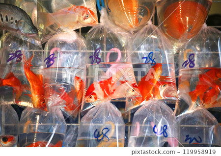 在香港的Tsunagai(金魚街)用塑料袋裝氧氣出售的金魚和熱帶魚 在香港的Tsunagai(金魚街)用塑料袋裝氧氣出售的金魚和熱帶魚 119958919