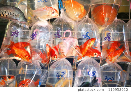 在香港的Tsunagai（金魚街）用塑料袋裝氧氣出售的金魚和熱帶魚 119958920
