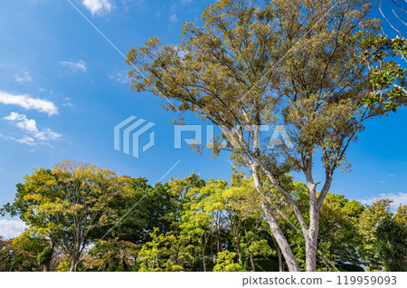 滋賀縣長濱市長濱城跡公園豐公園森林 滋賀縣長濱市長濱城跡公園豐公園森林 119959093