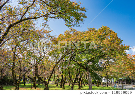 Trees starting to change color in Toyo Park, Nagahama Castle Ruins Park, Nagahama City, Shiga Prefecture Trees starting to change color in Toyo Park, Nagahama Castle Ruins Park, Nagahama City, Shiga Prefecture 119959099
