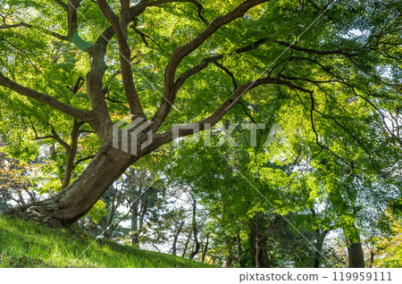 滋賀縣長濱市長濱城跡公園豐公園內的大樹 119959111
