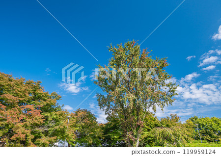 滋賀縣長濱市長濱城跡公園裕公園內的樹木開始變色 滋賀縣長濱市長濱城跡公園裕公園內的樹木開始變色 119959124