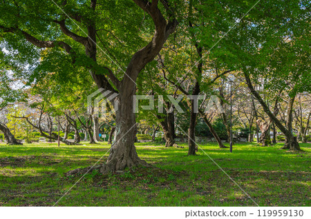 滋賀縣長濱市長濱城跡公園豐公園森林 滋賀縣長濱市長濱城跡公園豐公園森林 119959130