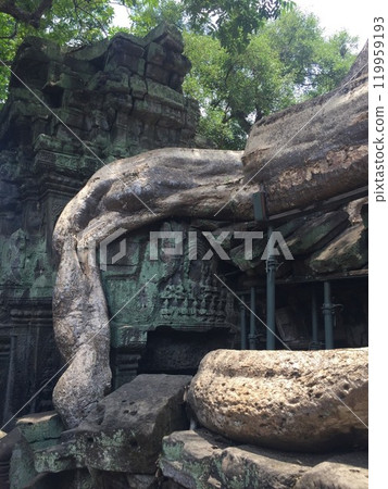 [Cambodia] Giant tree entwined around a building at the Ta Prohm ruins (Siem Reap) 119959193