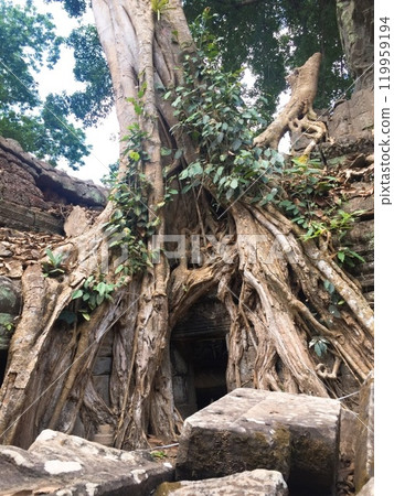 [Cambodia] Giant tree entwined around a building at the Ta Prohm ruins (Siem Reap) 119959194