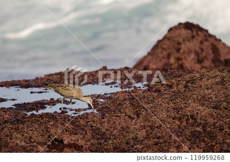 Eurasian whimbrel searching for food. 119959268